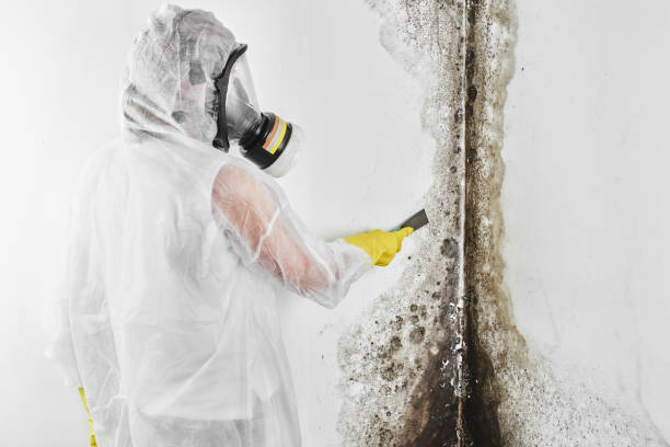 Best Mold Removal Near Me  in Fort Totten, ND