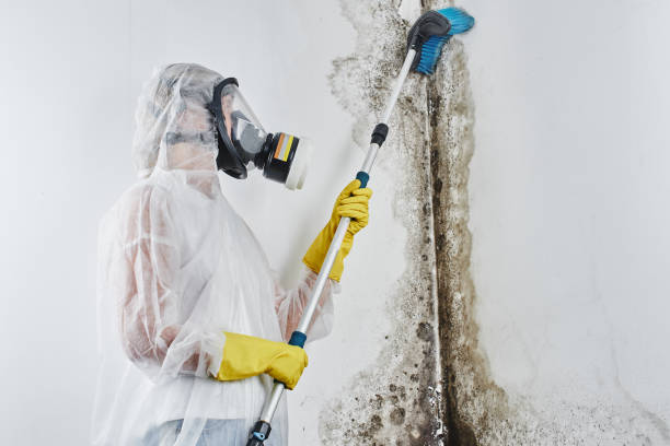 Best Best Mold Removal Companies  in Fort Totten, ND