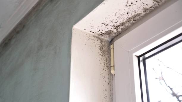 Best Affordable Mold Removal  in Fort Totten, ND