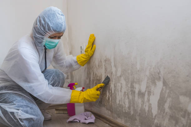 Best Home Mold Removal  in Fort Totten, ND