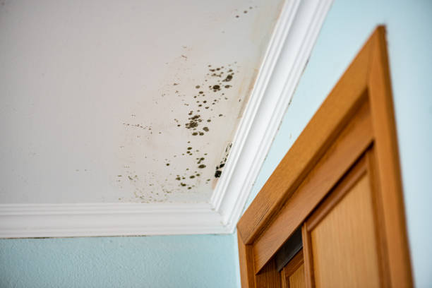Office Mold Removal Services in Fort Totten, ND