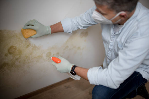 Best Professional Mold Removal  in Fort Totten, ND