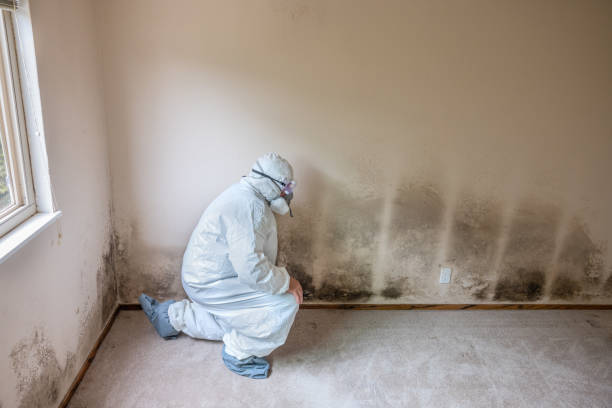 Best Attic Mold Removal  in Fort Totten, ND