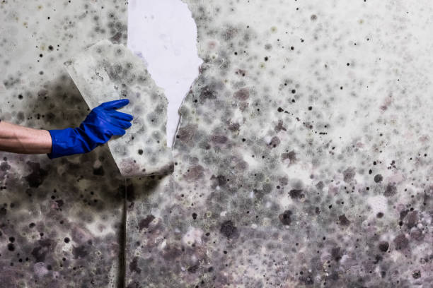 Best Water Damage Restoration  in Fort Totten, ND